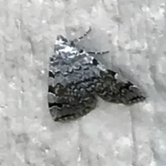 American Idia Moth thumbnail 2
