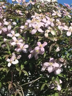 Himalayan clematis thumbnail 3