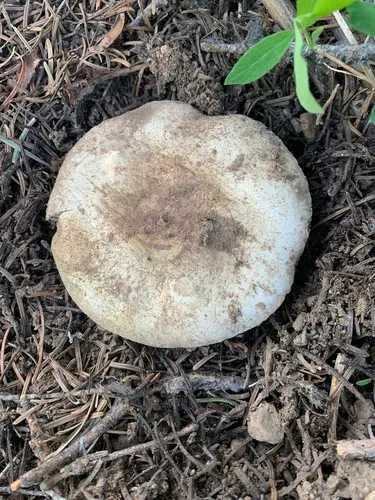 Agaricus moronii