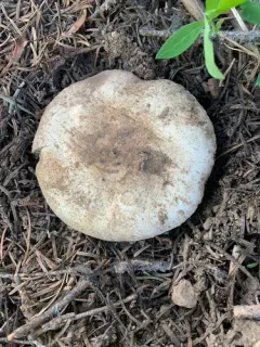 Agaricus moronii thumbnail 1