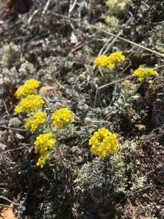 American Alyssum thumbnail 3