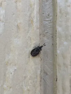 Aradus quadrilineatus thumbnail 3
