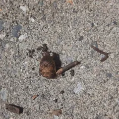 Bumble Flower Beetle thumbnail 4
