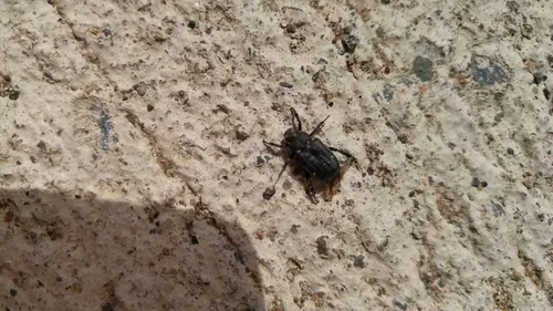 Cremastocheilus castaneae