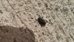 Cremastocheilus castaneae thumbnail 1