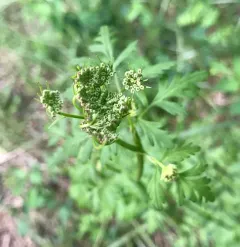 Celery Leaf Lovage thumbnail 3