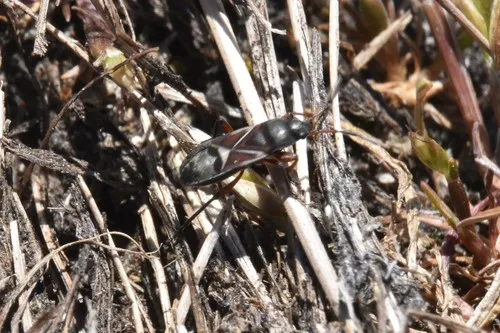 Malezonotus angustatus