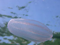 Northern Comb Jelly thumbnail 2