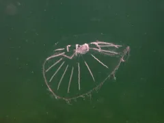 Halopsis ocellata thumbnail 2