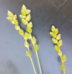 green-sheathed sedge thumbnail 4