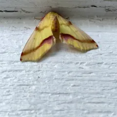 Lemon Plagodis Moth thumbnail 3