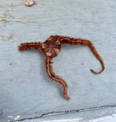 Daisy Brittle Star thumbnail 3