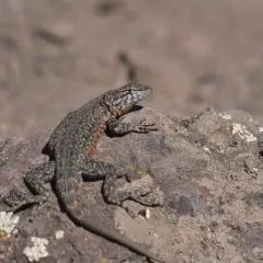 Common Side-blotched Lizard thumbnail 1