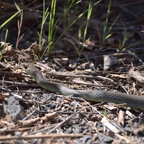 North American Racer