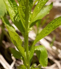 eastern green violet thumbnail 4