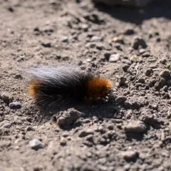 Ranchman's Tiger Moth thumbnail 1