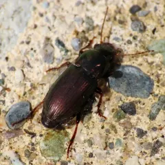 Metallic Harpalus thumbnail 4