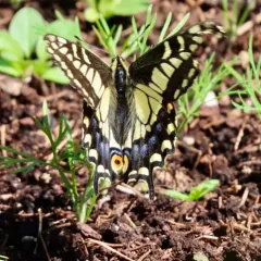 Anise Swallowtail thumbnail 4