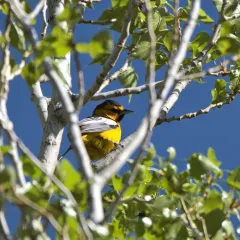 Bullock's Oriole thumbnail 1