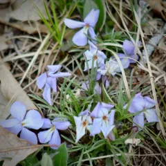 bird's foot violet thumbnail 4
