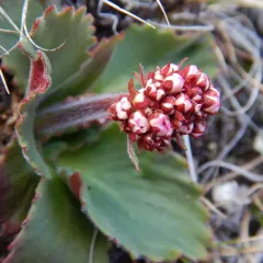 Reflexed Saxifrage thumbnail 3