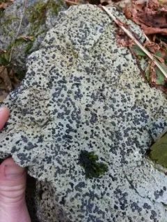 Carlott's porpidia lichen thumbnail 2