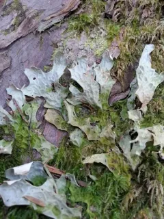 Lobaria pseudopulmonaria thumbnail 2