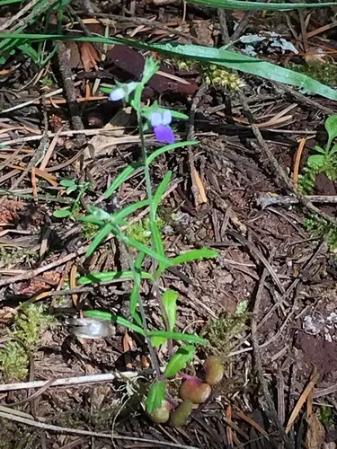 Sticky Blue-eyed Mary