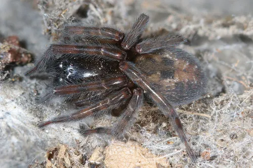 Lace-Weaver Spider