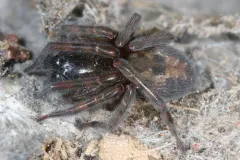 Lace-Weaver Spider thumbnail 1