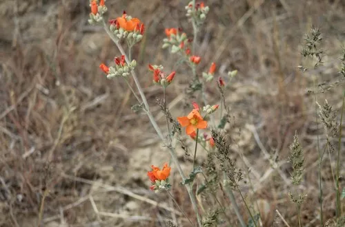 apricot mallow