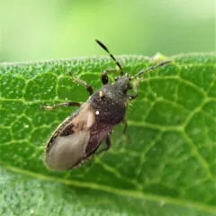 Chinch Bug thumbnail 3