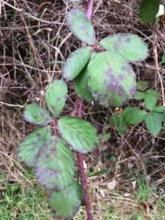Himalayan giant blackberry thumbnail 3