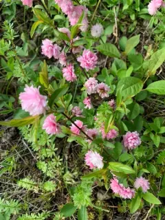 Flowering Almond thumbnail 2