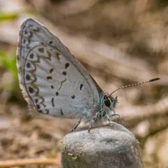 Asher's Blue thumbnail 1