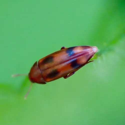 Orchesia ornata