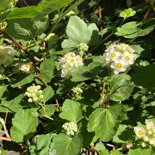 mallow-leaf ninebark