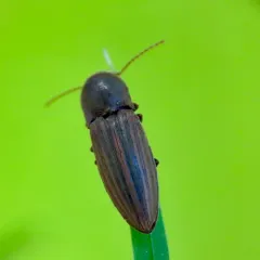 Lined Click Beetle thumbnail 3