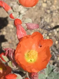 apricot mallow thumbnail 2