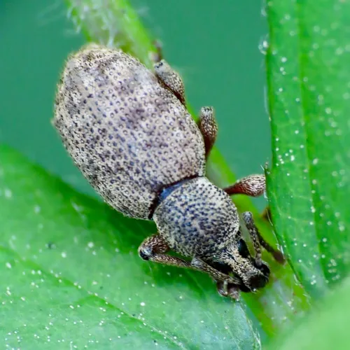 Clay-coloured Weevil