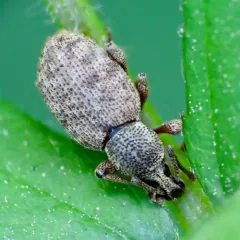 Clay-coloured Weevil thumbnail 1