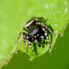 Pelegrina aeneola thumbnail 4