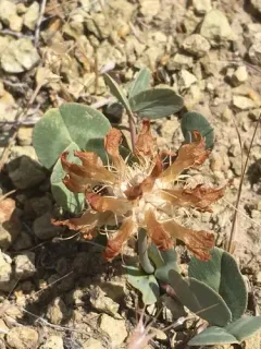 Owyhee clover thumbnail 2