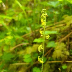 Brewer's Mitrewort thumbnail 2
