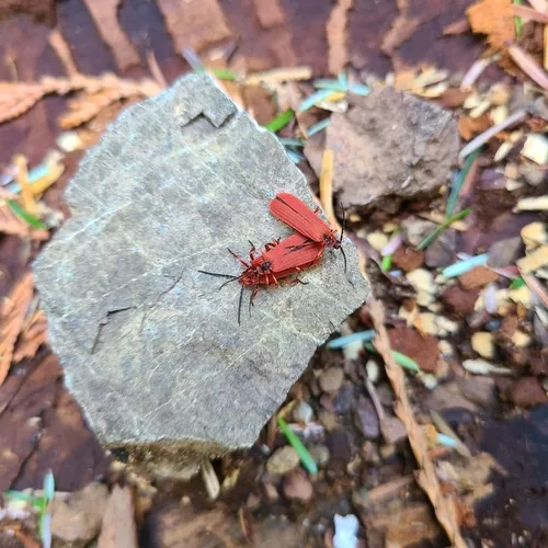 Red Net-winged Beetle