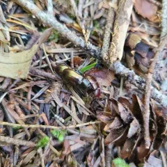 Platyceroides aeneus thumbnail 2