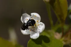 Four-spotted Pipiza thumbnail 3