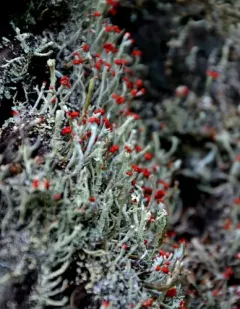 Gritty British soldiers lichen thumbnail 3