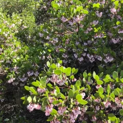 greenleaf manzanita thumbnail 4