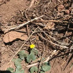 Goosefoot violet thumbnail 3